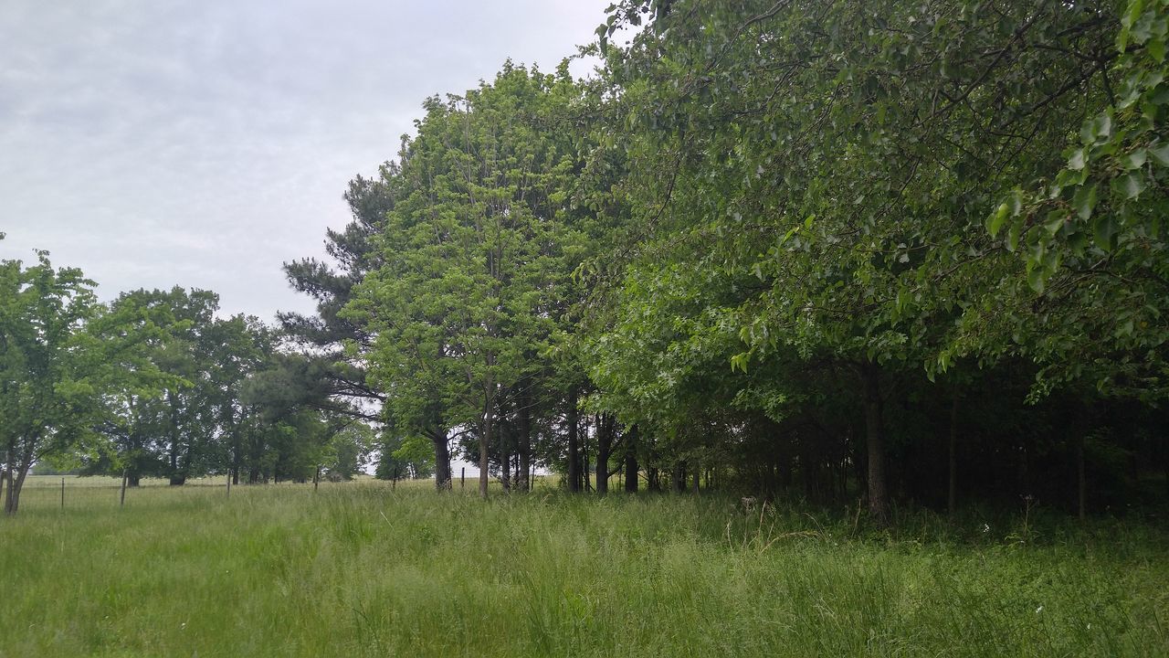 TREES ON GRASSY FIELD