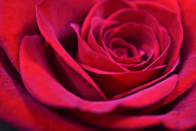 Close-up of rose