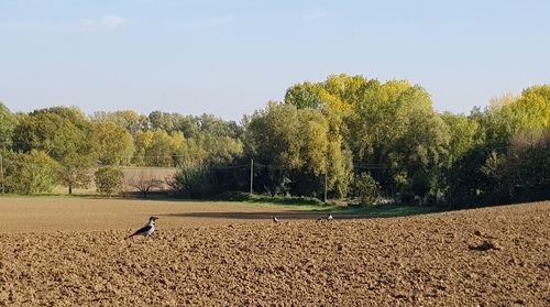 Trees on field against sky