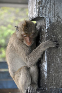 Close-up of gorilla sitting on wood