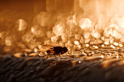 Close-up of insect on rock