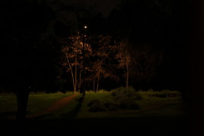 Trees on landscape at night