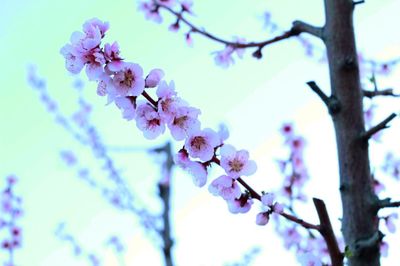 Low angle view of flowers growing on branch