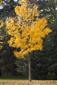 Close-up of yellow flower tree