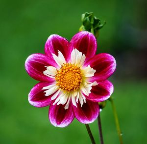 Close-up of pink flower