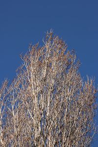 Low angle view of trees against clear blue sky