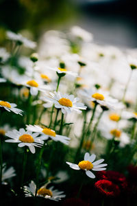 Close-up of flowers blooming outdoors