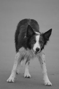 Portrait of dog standing against white background