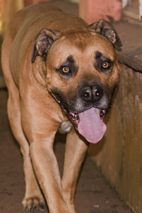 Close-up portrait of a dog