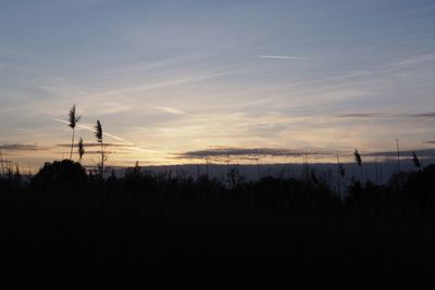 Silhouette trees and plants against sky during sunset