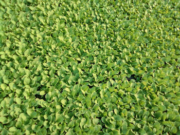 Full frame shot of green leaves