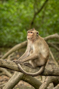 Lion sitting on tree branch