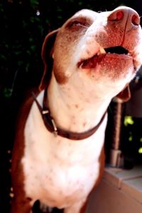 Close-up of dog looking at camera