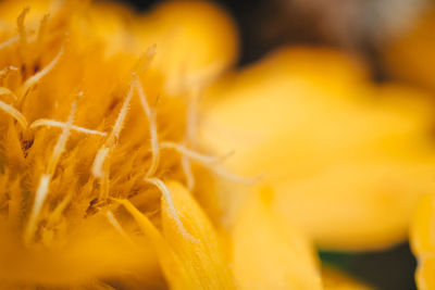 Close-up of yellow flower