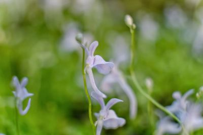 Close-up of flower blooming outdoors