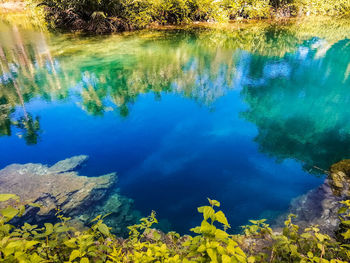 Reflection of plants in lake