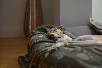 Fast asleep, this white and brindle pet greyhound shows her teeth as she lies down