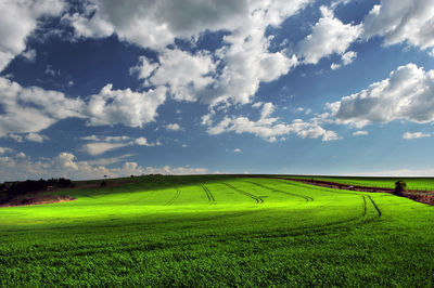 Scenic view of agricultural field against sky