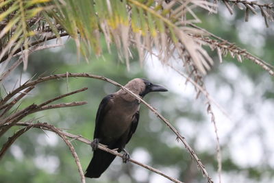 Close-up of bird perching on branch