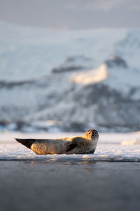 Closeup of a seal at the glacier lagoon in iceland