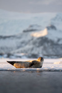 Close-up of bird in sea