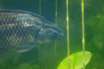 Close-up of fish swimming in sea