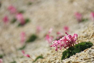 Close-up of pink flowers