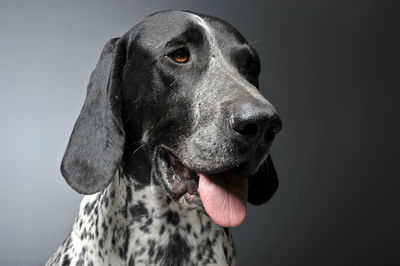 Close-up portrait of black dog against gray background