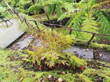 Plants and trees growing in water