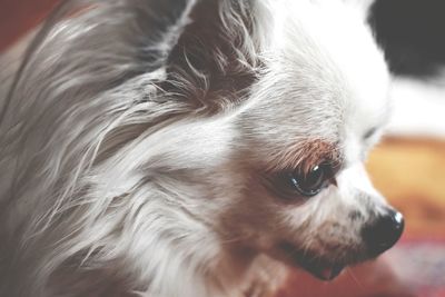 Close-up of a dog