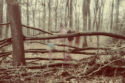 Bare trees in forest
