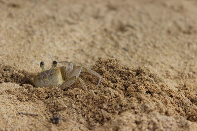 Close-up of crab on sand