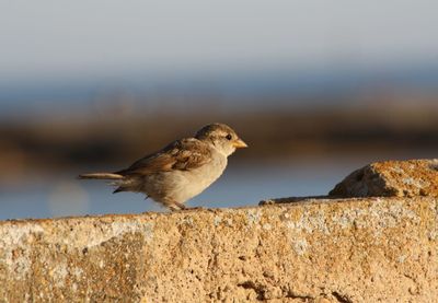 Sparrow on the railing of the beach of a spanish city
