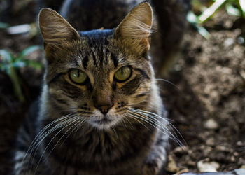 Close-up portrait of cat