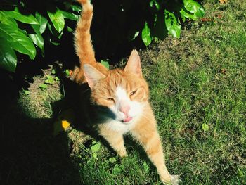 Portrait of cat sitting on grass