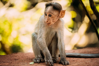 Close-up of monkey