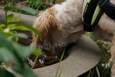 Close-up of a dog