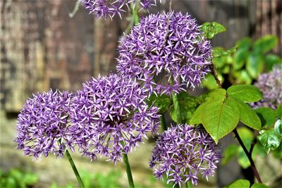 Close-up of purple flowering plant