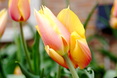 Close-up of yellow tulip