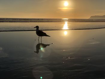 Bird on a lake