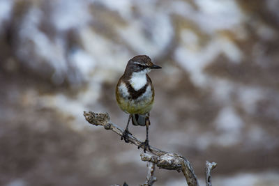 Close-up of bird perching outdoors