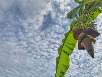 Low angle view of tree