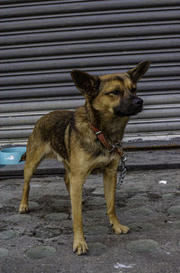 Dog looking away in city