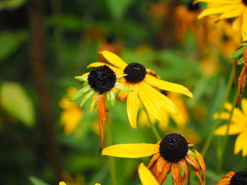 Close-up of black-eyed blooming outdoors