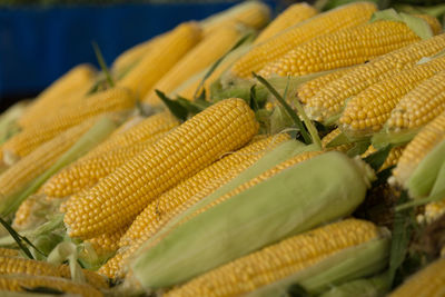 Close-up of corn