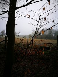 Fence by tree against sky