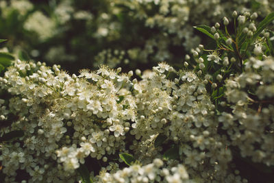 Close-up of white flowering plants