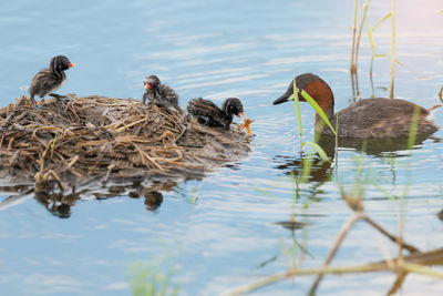 Close-up of birds in lake