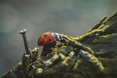 Close-up of wet ladybug on moss covered tree