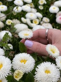 Close-up of hand holding daisy flowers